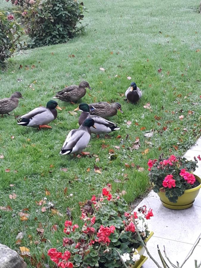 La Mare Aux Canards Sassetot-le-Mauconduit Exteriér fotografie